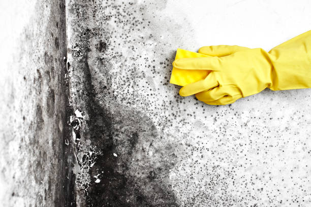 Best Mold Inspection  in Glenwood, IL