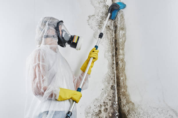 Office Mold Removal Services in Glenwood, IL