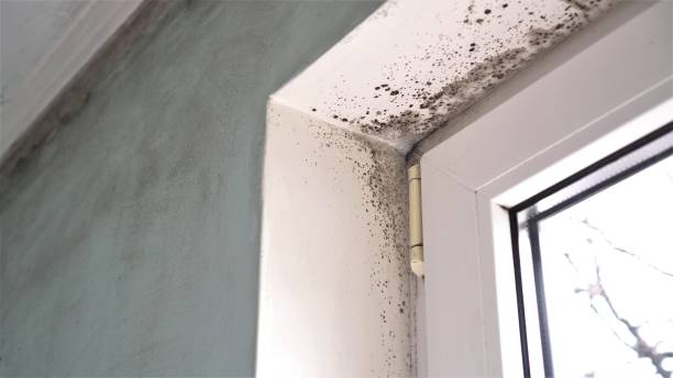 Best Certified Mold Removal  in Glenwood, IL