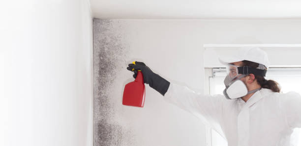 Best Residential Mold Removal  in Glenwood, IL