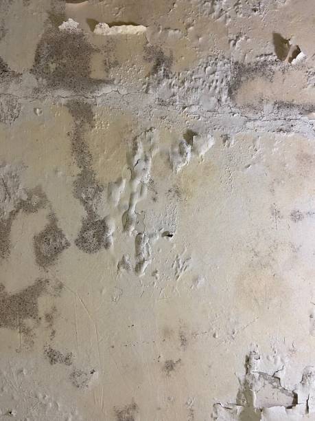 Best Mold Testing  in Glenwood, IL
