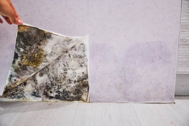 Best Local Mold Removal Service  in Glenwood, IL